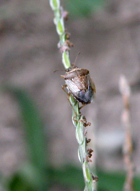 Pentatomidae di Reggio Emilia: Eysarcoris ventralis